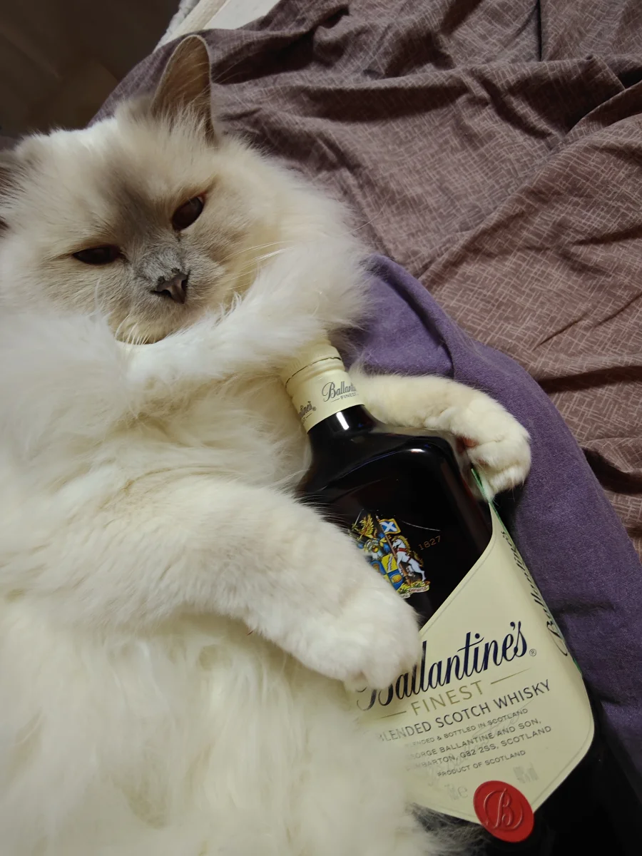 Камелия Марикота